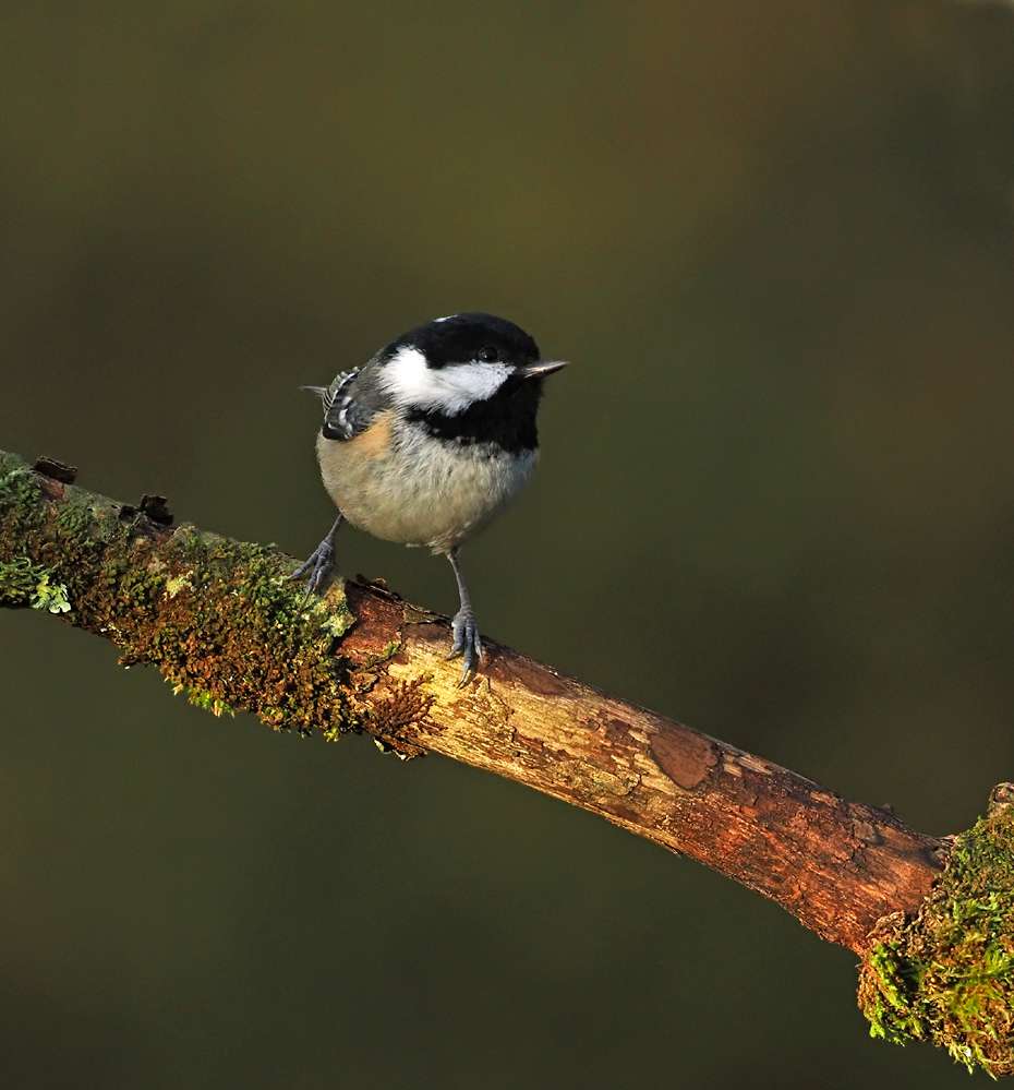 Coal Tit at Broadwoodwidger by Adrian Davey - Devon Birds