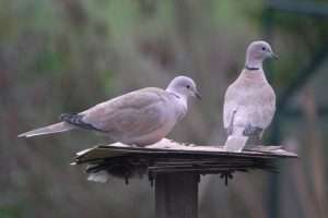 Collared Dove at Talaton by John Reeves on January 4 2025