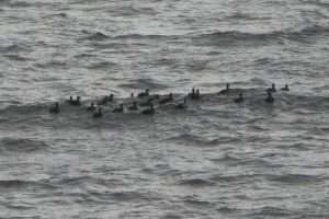 Common Scoter at Brandy Head by John Reeves on January 20 2025