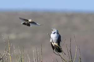 Cuckoo at Emsworthy Mire  by Nick de Cent on April 20 2025