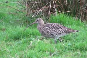 Curlew at Bowling Green Marsh NR by John Reeves on January 1 2024