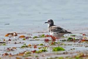 Sabine’s Gull at Dawlish Warren by Keith McGinn on September 5 2025