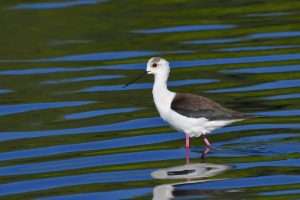 Black-winged Stilt at Black Hole Marsh, Seaton Wetlands by Martin Keen on May 6 2025