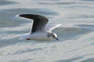 Little Gull at Hopes Nose by Keith McGinn on October 29 2023
