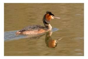 Great Crested Grebe at Stover Country Park by Ron Champion on April 8 2025