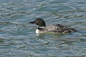 Great Northern Diver at Hopes Nose by Keith McGinn on November 4 2023