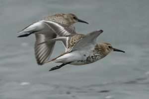 Dunlin at River Teign by Keith McGinn on September 14 2025