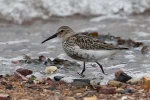 Dunlin at River Teign by Keith McGinn on September 14 2025