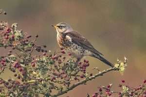 Fieldfare at Dartmoor  by Keith McGinn on October 22 2025