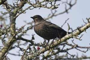 Ring Ouzel at Dartmoor  by Keith McGinn on October 22 2025