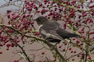 Ring Ouzel at Dartmoor  by Keith McGinn on October 27 2025