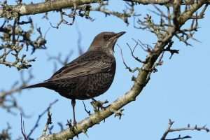 Ring Ouzel at Dartmoor  by Keith McGinn on October 27 2025