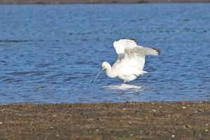 Spoonbill at River Teign by Keith McGinn on November 1 2025