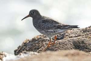 Purple Sandpiper at Hopes Nose by Keith McGinn on December 6 2025