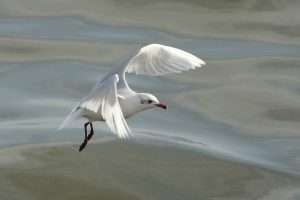 Mediterranean Gull at Hopes Nose by Keith McGinn on December 6 2025