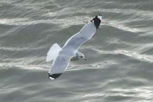 Common Gull at Hopes Nose by Keith McGinn on December 6 2025