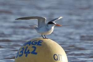 Lesser Crested Tern at Turf Hotel by Keith McGinn on December 10 2025