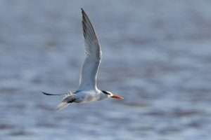 Lesser Crested Tern at Turf Hotel by Keith McGinn on December 10 2025