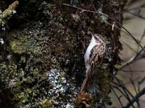Treecreeper at Venford  by Martin Keen on April 13 2026