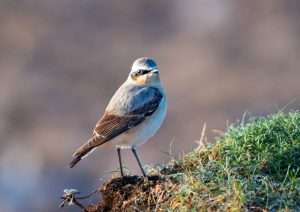 Wheatear at Slapton Ley by Martin Keen on April 18 2026