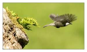 Coal Tit at Dartmeet by Ron Champion on May 21 2023