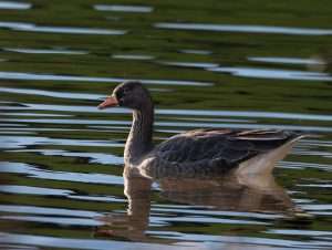 Greenland White-fronted Goose at Slapton Ley by Martin Keen on November 20 2025