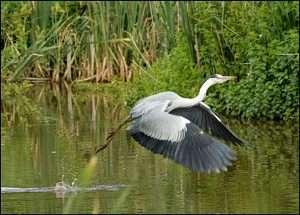 Grey Heron at Clennon Valley by Ron Champion on July 20 2023