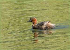Little Grebe at Clennon Valley by Ron Champion on August 7 2023