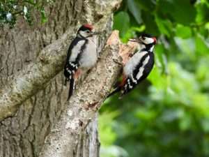 Great Spotted Woodpecker at Ivybridge by Elizabeth Mulgrew on June 16 2025