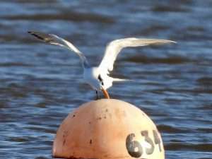 Lesser Crested Tern at The Turf Hotel, Exminster by Elizabeth Mulgrew on December 10 2025