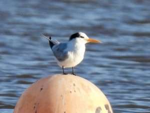 Lesser Crested Tern at The Turf Hotel, Exminster by Elizabeth Mulgrew on December 10 2025