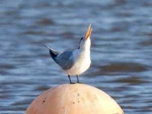 Lesser Crested Tern at The Turf Hotel, Exminster by Elizabeth Mulgrew on December 10 2025