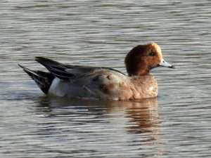 Widgeon at Bowling Green Marshes by Elizabeth Mulgrew on December 10 2025