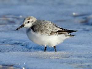 Sanderling at Dawlish Warren Beach by Elizabeth Mulgrew on December 13 2025