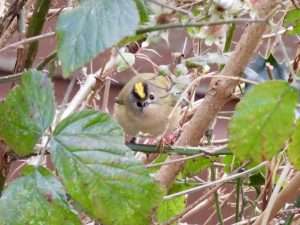 Goldcrest at Ivybridge by Elizabeth Mulgrew on January 4 2026