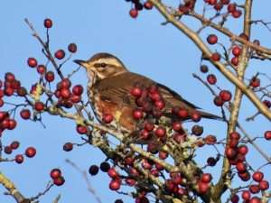 Redwing at Bittaford by Elizabeth Mulgrew on January 5 2026