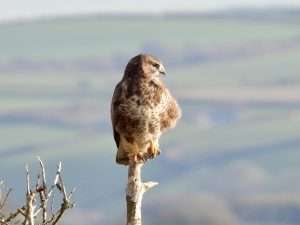 Buzzard at Harford Moor by Elizabeth Mulgrew on January 10 2026