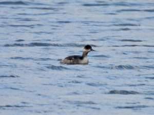 Black-necked Grebe at Stoke Gabriel by Elizabeth Mulgrew on January 16 2026