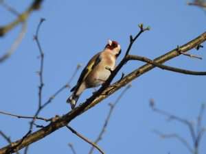 Goldfinch at Ivybridge by Elizabeth Mulgrew on March 19 2026