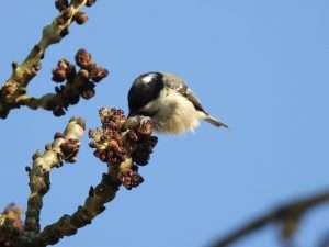 Coal Tit at Ivybridge by Elizabeth Mulgrew on March 19 2026
