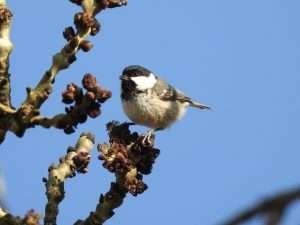 Coal Tit at Ivybridge by Elizabeth Mulgrew on March 19 2026