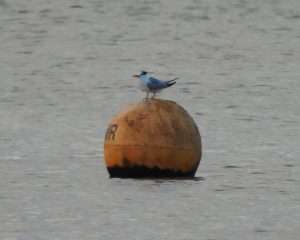 Lesser Crested Tern at Dawlish Warren NNR by David Boult on December 3 2025