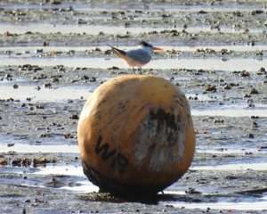 Lesser Crested Tern at Dawlish Warren NNR by David Boult on December 4 2025