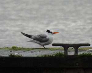 Lesser Crested Tern at Turf Locks Hotel  by David Boult on December 8 2025