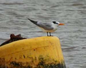 Lesser Crested Tern at Turf Locks Hotel by David Boult on December 8 2025