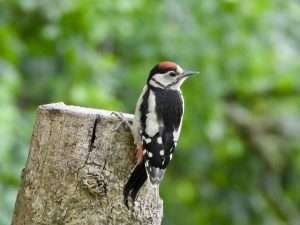 Great Spotted Woodpecker at Ivybridge by Elizabeth Mulgrew on June 23 2025