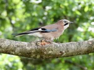Jay at Ivybridge by Elizabeth Mulgrew on June 26 2025
