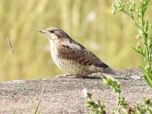 Wryneck at The Turf by Elizabeth Mulgrew on September 1 2025
