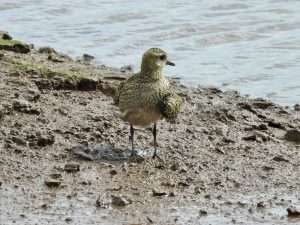 Golden Plover at Turf by Elizabeth Mulgrew on September 1 2025