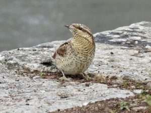 Wryneck at The Turf by Elizabeth Mulgrew on September 1 2025